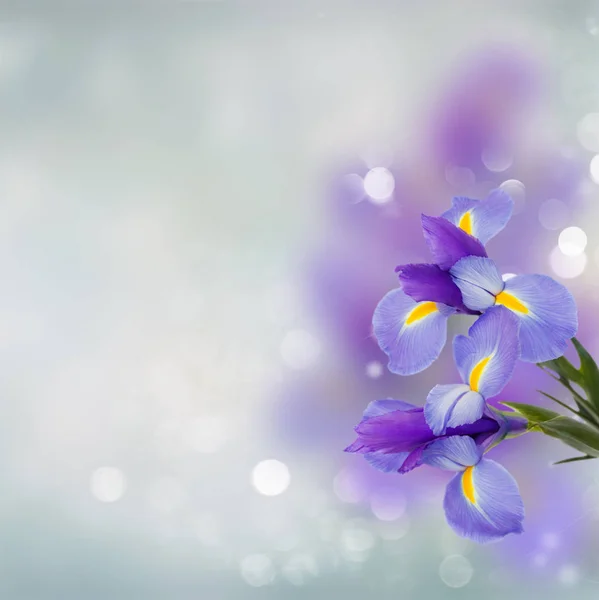Irise μπλε λουλούδια από κοντά — Φωτογραφία Αρχείου