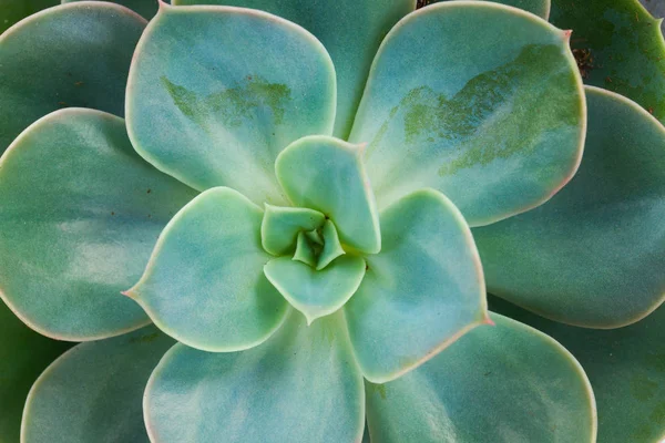 Succulento su bianco — Foto Stock