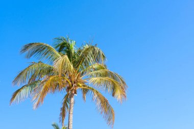 Palmas mavi gökyüzünde