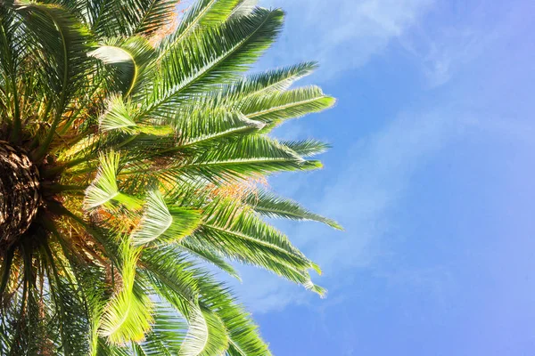 Tropical palm tree — Stock Photo, Image