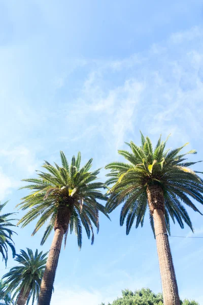 Tropical palm tree — Stock Photo, Image