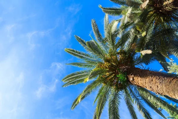 Tropical palm tree — Stock Photo, Image