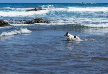 Köpek elde eğlenceli