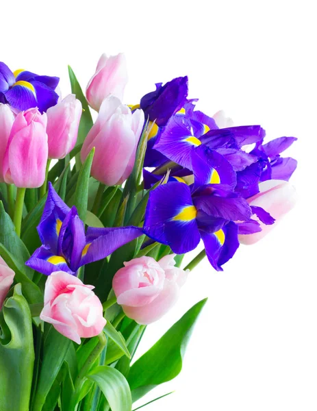 Blauwe irissen en pik tulpen — Stockfoto