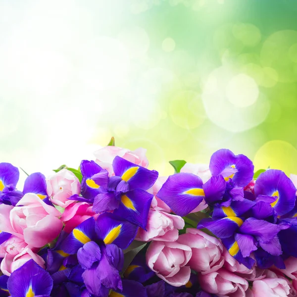 Blå iris och pik tulpaner — Stockfoto