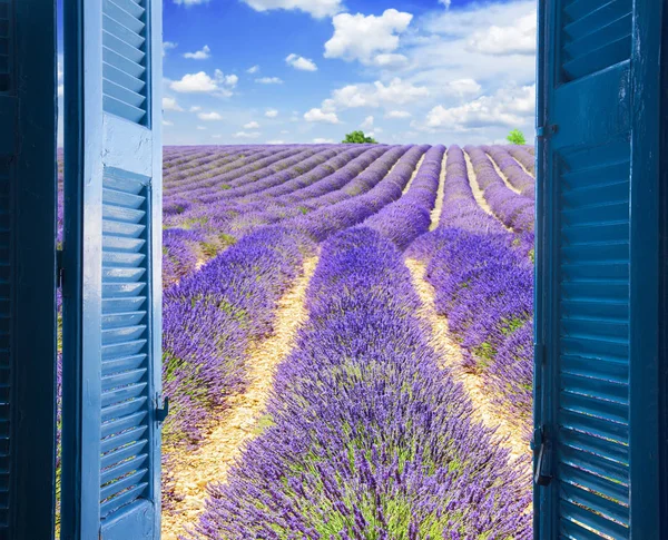 Janela para campo de lavanda — Fotografia de Stock