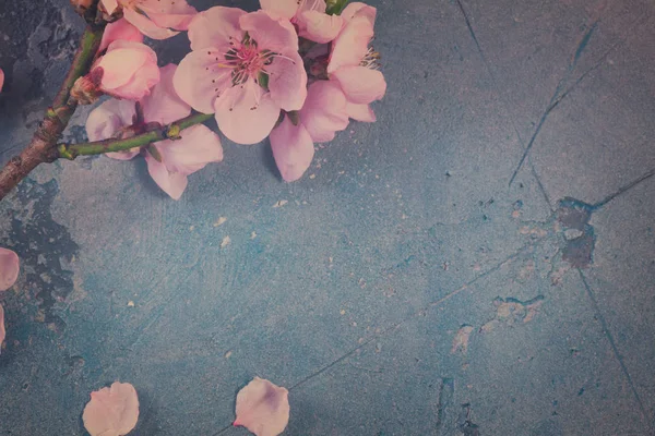 Pembe kiraz çiçeği. — Stok fotoğraf