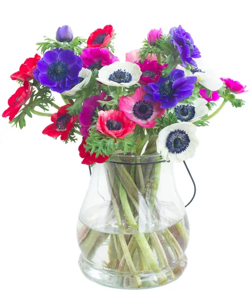 Anemones on white — Stock Photo, Image