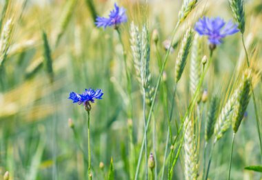 Mavi Peygamber Çiçeği çiçek