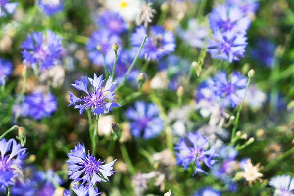 Kwiat niebieski chaber — Zdjęcie stockowe