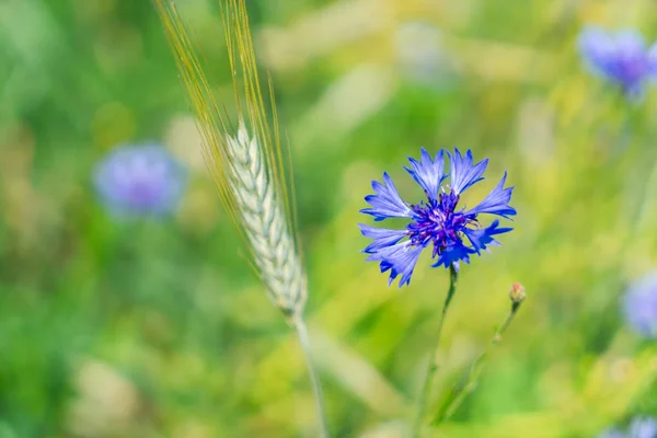 Καλαμποκάλευρο μπλε λουλούδια — Φωτογραφία Αρχείου