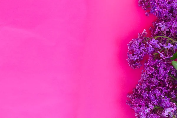 Lila sobre fondo rosa — Foto de Stock