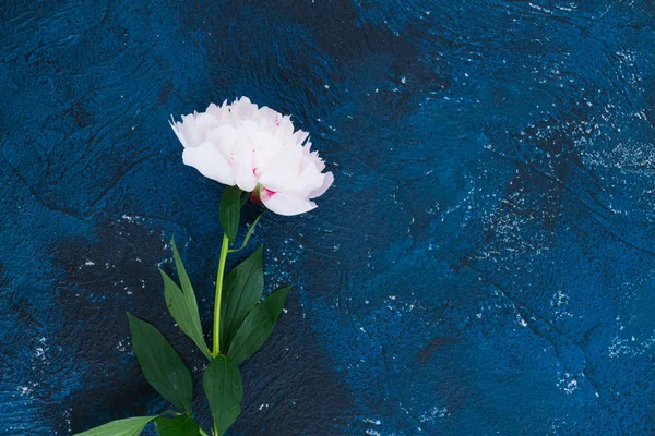 Peonie fresche su azzurro — Foto Stock