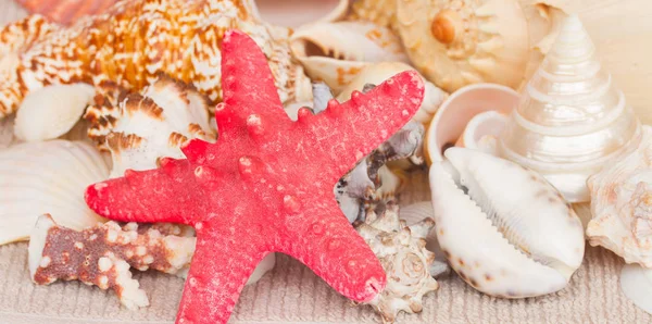 Starfish and seashells border — Stock Photo, Image