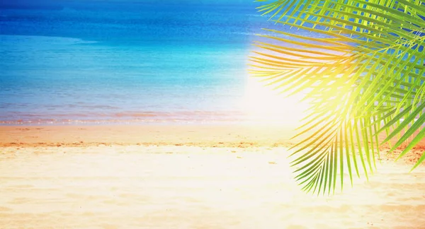 Lato plaża z palmami — Zdjęcie stockowe