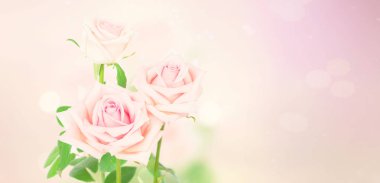 Pembe çiçek açan güller