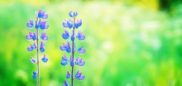 Fioletowe kwiaty Wilcza — Zdjęcie stockowe