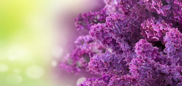 Flores de lilás em verde — Fotografia de Stock