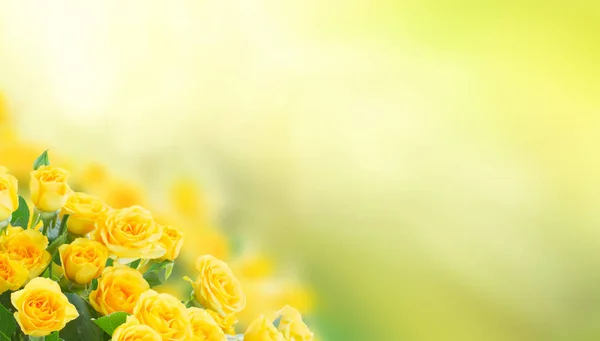 新鮮なバラの花束 — ストック写真
