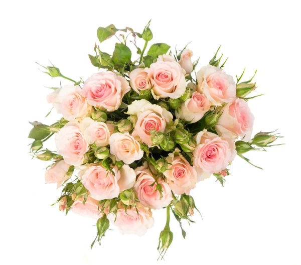Fialově kvetoucí růže — Stock fotografie