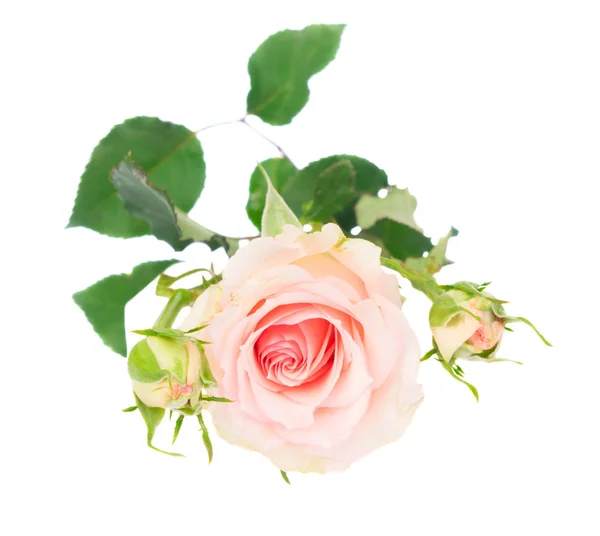 Rose viola in fiore — Foto Stock