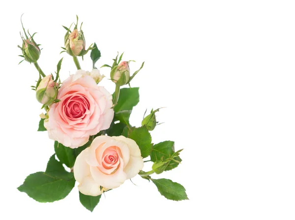 Veilchen blühende Rosen — Stockfoto