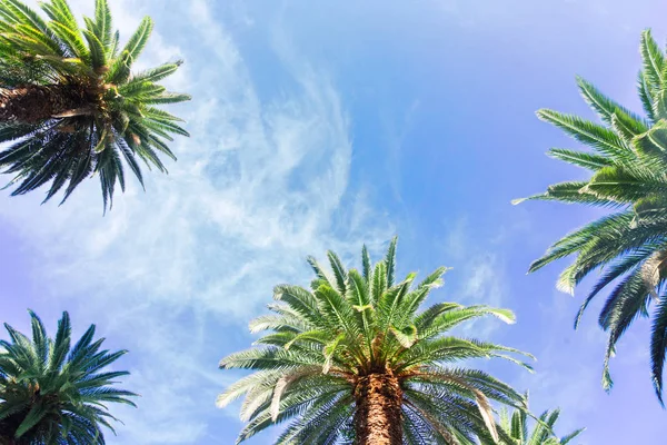 Tropical palm tree — Stock Photo, Image