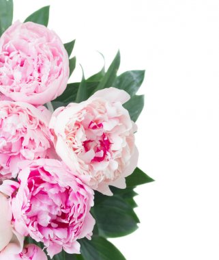 Taze şakayık çiçekleri