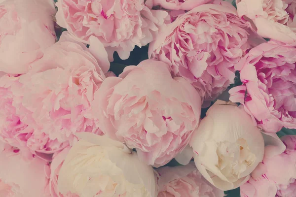 Rosa blommig bakgrund — Stockfoto