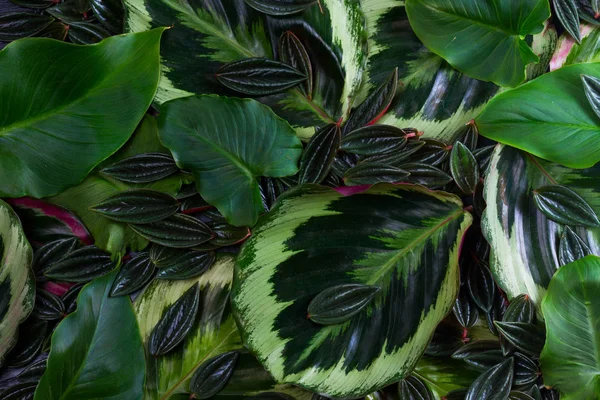 싱싱 한 푸른 잎들 — 스톡 사진