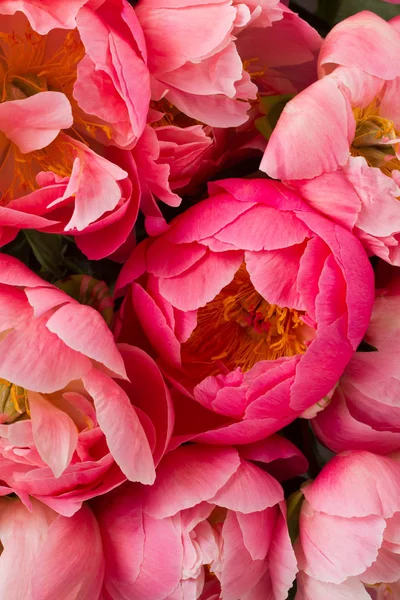 Розовый цветочный фон — стоковое фото