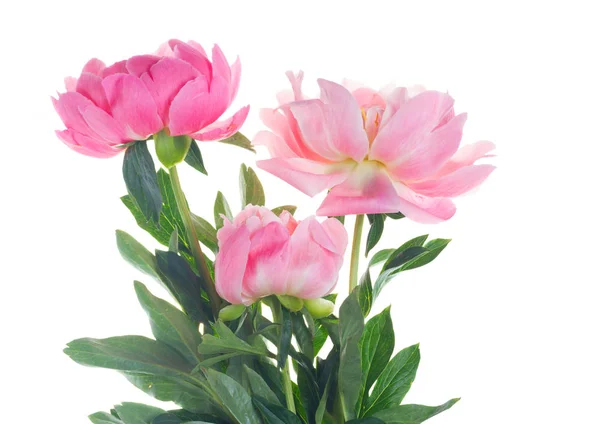 Färska pion blommor — Stockfoto