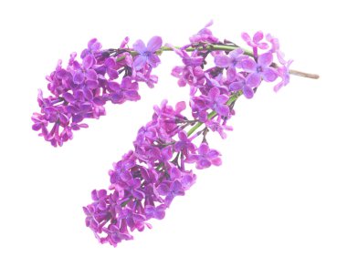 Taze leylak çiçekleri