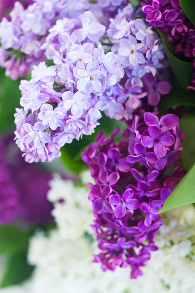 ライラック色の花のクローズ アップ — ストック写真