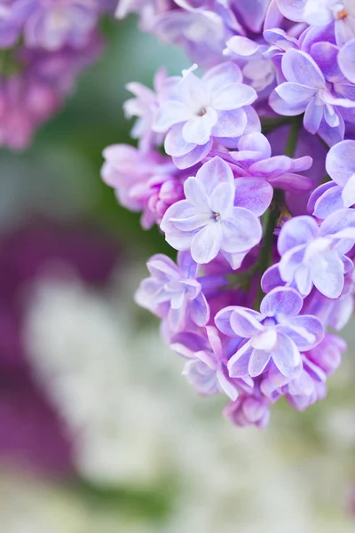 ライラック色の花のクローズ アップ — ストック写真