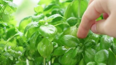 taze fesleğen bitki