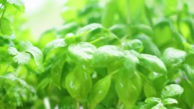 taze fesleğen bitki