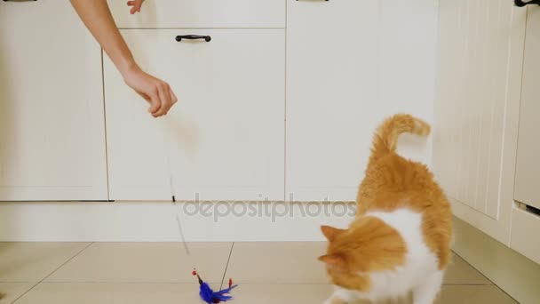 Gatto che gioca con bastone — Video Stock