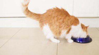 kase için çalışan ve yeme kedi