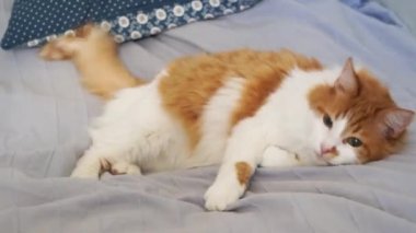 sopa ile oynayan kedi