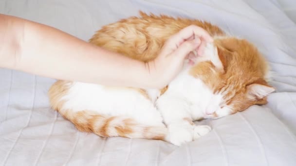 Czyjąś dłoń klepiąc czerwony kot fluffy — Wideo stockowe