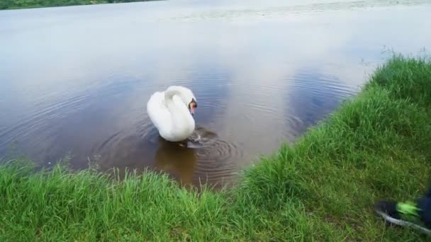 Годування Білий лебідь — стокове відео