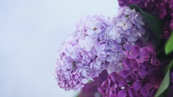 Lila virágok közelről — Stock videók