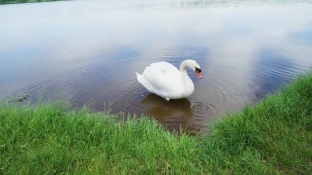 White swan in water — Stock Video