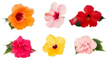 Turuncu hibiscus çiçek