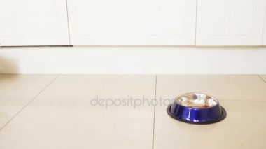 kase için çalışan ve yeme kedi