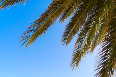 Palmas mavi gökyüzünde