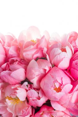 Taze şakayık çiçekleri