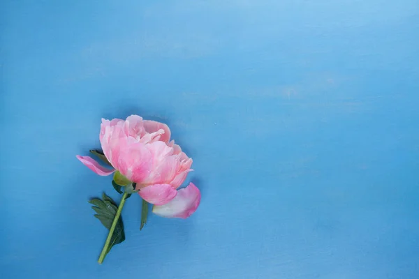 Peonie fresche su azzurro — Foto Stock