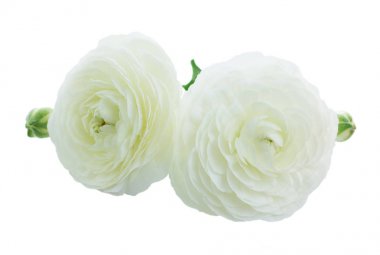 Pembe ve beyaz ranunculus çiçekleri